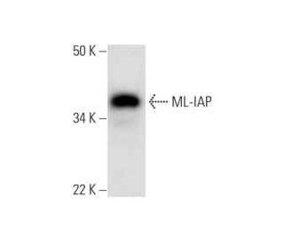 ML-IAP Antibody (A-1) - Western Blotting - Image 293032 