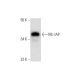 ML-IAP Antibody (A-1) - Western Blotting - Image 293032 