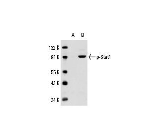 SK-MEL-28 + IFN-alpha Cell Lysate: sc-2290. Western blot analysis of... 