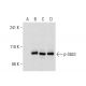 SK-MEL-28 + IFN-alpha Cell Lysate: sc-2290. Western blot analysis of...