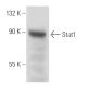 Stat1 Antibody (SM2) - Western Blotting - Image 17395
