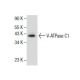 V-ATPase C1 Antibody (C-2) - Western Blotting - Image 154816 