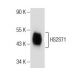 HS2ST1 Antibody (G-10) - Western Blotting - Image 156212
