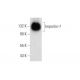 Importin-7 Antibody (H-12) - Western Blotting - Image 136075
