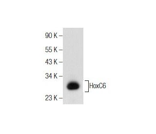 HoxC6 Antibody (B-7) - Western Blotting - Image 155232 
