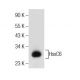 HoxC6 Antibody (B-7) - Western Blotting - Image 155232 