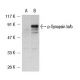 SK-N-SH + nocodazole Cell Lysate: sc-2289. Western blot analysis of... 