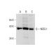 SK-N-SH + nocodazole Cell Lysate: sc-2289. Western blot analysis of...