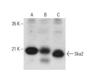 Ska2 Antibody (H-2) - Western Blotting - Image 320295