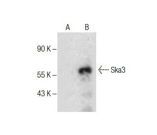 Ska3 Antibody (B-1) - Western Blotting - Image 287799 