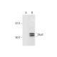 Ska3 Antibody (E-10) - Western Blotting - Image 290956