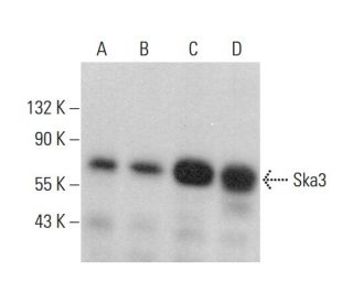 Ska3 Antibody (E-10) - Western Blotting - Image 378782 