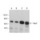 Ska3 Antibody (E-10) - Western Blotting - Image 378782 