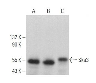 Ska3 Antibody (H-9) - Western Blotting - Image 378777 