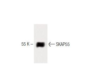 SKAP55 Antibody (35) - Western Blotting - Image 60439 