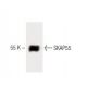 SKAP55 Antibody (35) - Western Blotting - Image 60439 