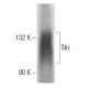 Ski Antibody (6D763) - Western Blotting - Image 18108