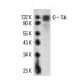 Ski Antibody (G8) - Western Blotting - Image 10979 