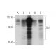Ski Antibody (G8) - Western Blotting - Image 320920