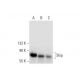 Skip Antibody (F-10) - Western Blotting - Image 296279