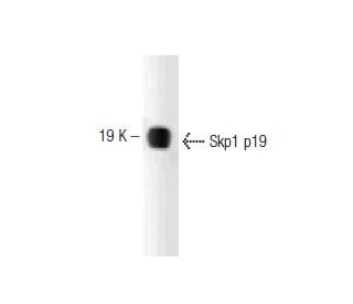 Skp1 p19 Antibody (52) - Western Blotting - Image 127467