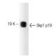 Skp1 p19 Antibody (52) - Western Blotting - Image 127467