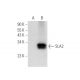 SLA2 Antibody (E-2) - Western Blotting - Image 309477