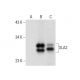 SLA2 Antibody (E-8) - Western Blotting - Image 301443 