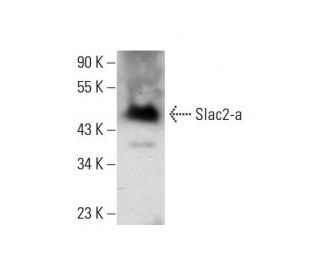 Slac2-a Antibody (C-3) - Western Blotting - Image 144701 