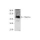 Slac2-a Antibody (C-3) - Western Blotting - Image 144701 