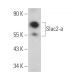 Slac2-a Antibody (C-3) - Western Blotting - Image 374473