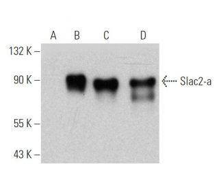 Slac2-a Antibody (G-10) - Western Blotting - Image 372264 