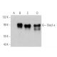 Slac2-a Antibody (G-10) - Western Blotting - Image 372264 