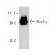Slac2-a Antibody (G-10) - Western Blotting - Image 388016