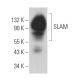 SLAM Antibody (E-11) - Western Blotting - Image 365137