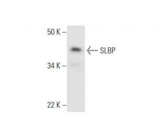 SLBP Antibody (H-10) - Western Blotting - Image 295757 