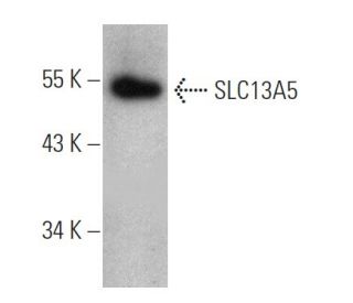 SLC13A5 Antibody (2G4) - Western Blotting - Image 368254 