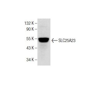 SLC25A23 Antibody (D-9) - Western Blotting - Image 281775 