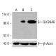 hCAP-G 抗体 (B-1):sc-515297。Western blot 分析 HeLa (A)、K-562 (B) 和 HCT-116 (C) 完整细胞裂解液中的表达。使用的检测试剂:m-IgG Fc BP-HRP:sc-525409。 SLC26A6 Antibody (F-5) - Western Blotting - Image 415969