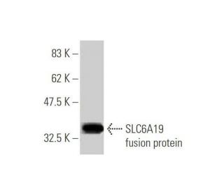 SLC6A19 Antibody (4F11) - Western Blotting - Image 350362