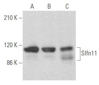 Slfn11 Antibody (D-2) - Western Blotting - Image 354679 