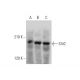 Slit2 Antibody (F-7) - Western Blotting - Image 320877 