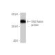 Slit3 Antibody (3C5) - Western Blotting - Image 348848