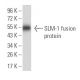 SLM-1 Antibody (7G8C10) - Western Blotting - Image 358319