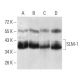SLM-1 Antibody (7G8C10) - Western Blotting - Image 358320 
