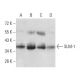 SLM-1 Antibody (7G8C10) - Western Blotting - Image 358321 