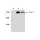 SLM-2 Antibody (E-9) - Western Blotting - Image 308031 