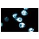 SLP-76 Antibody (8) - Immunofluorescence - Image 60689