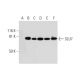 SLU7 Antibody (G-3) - Western Blotting - Image 297834 