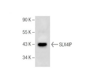SLX4IP Antibody (G-4) - Western Blotting - Image 282009